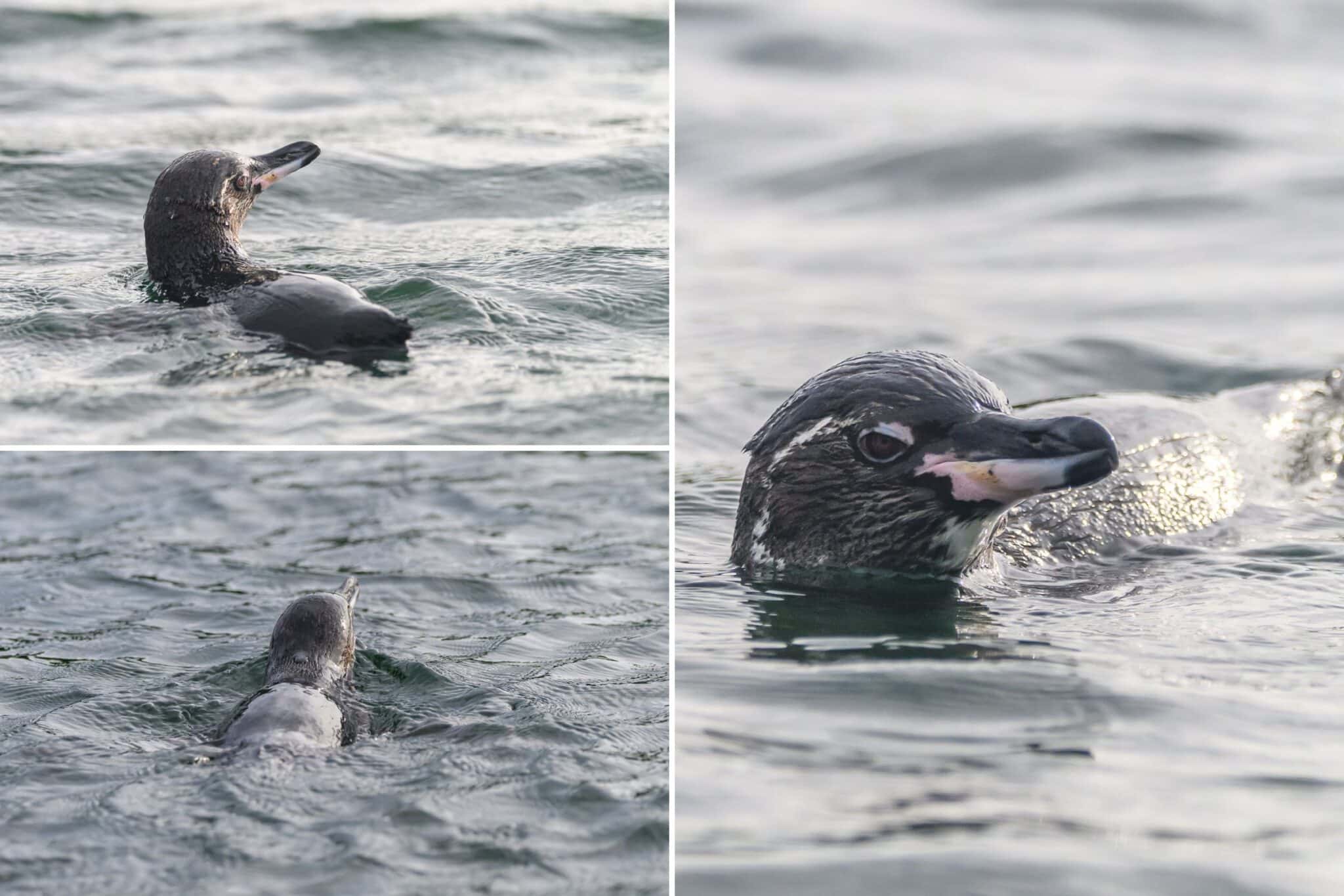 my photos of galapagos penguins on a panga ride