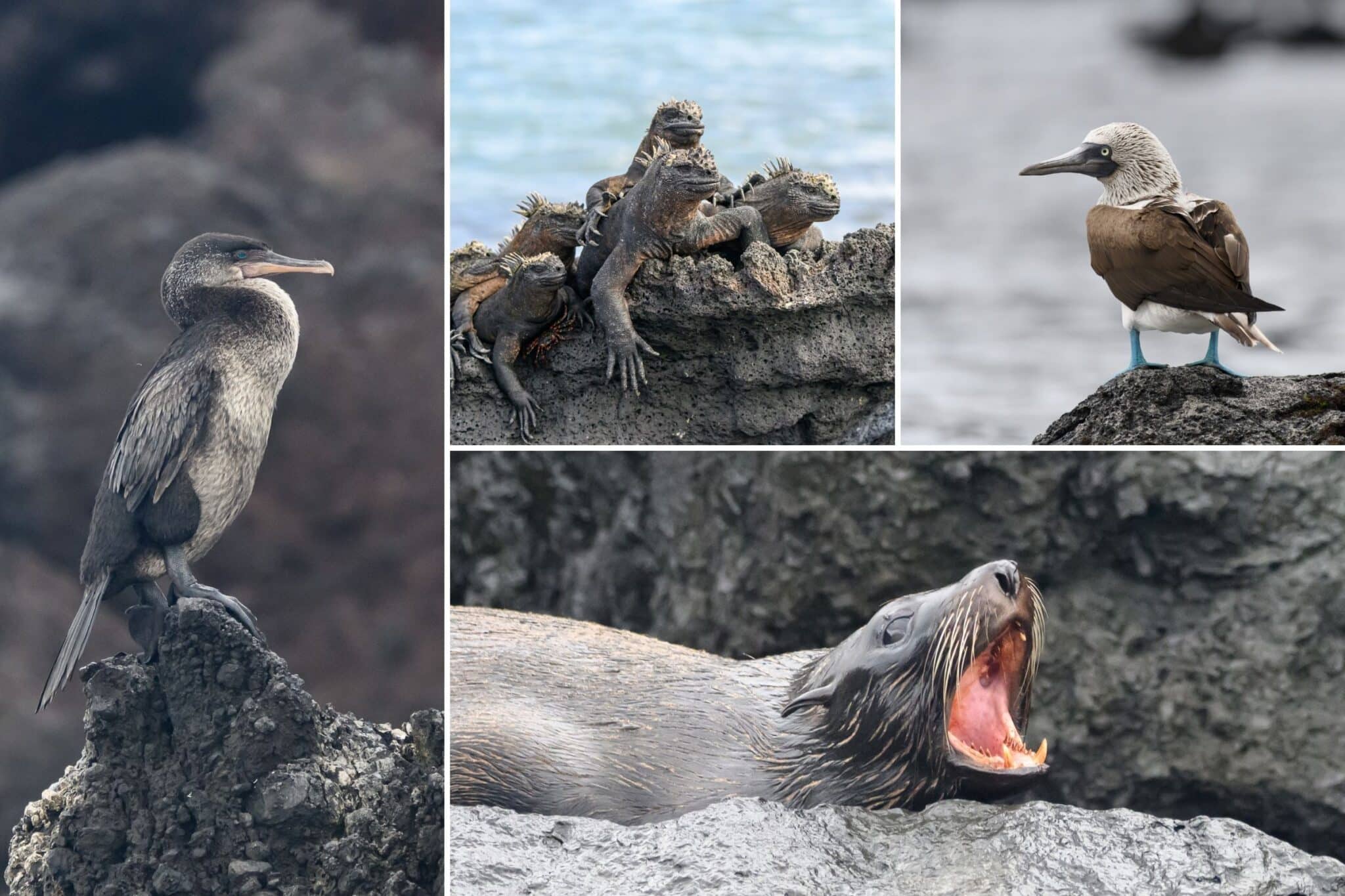 some of the wildlife I saw in the galapagos