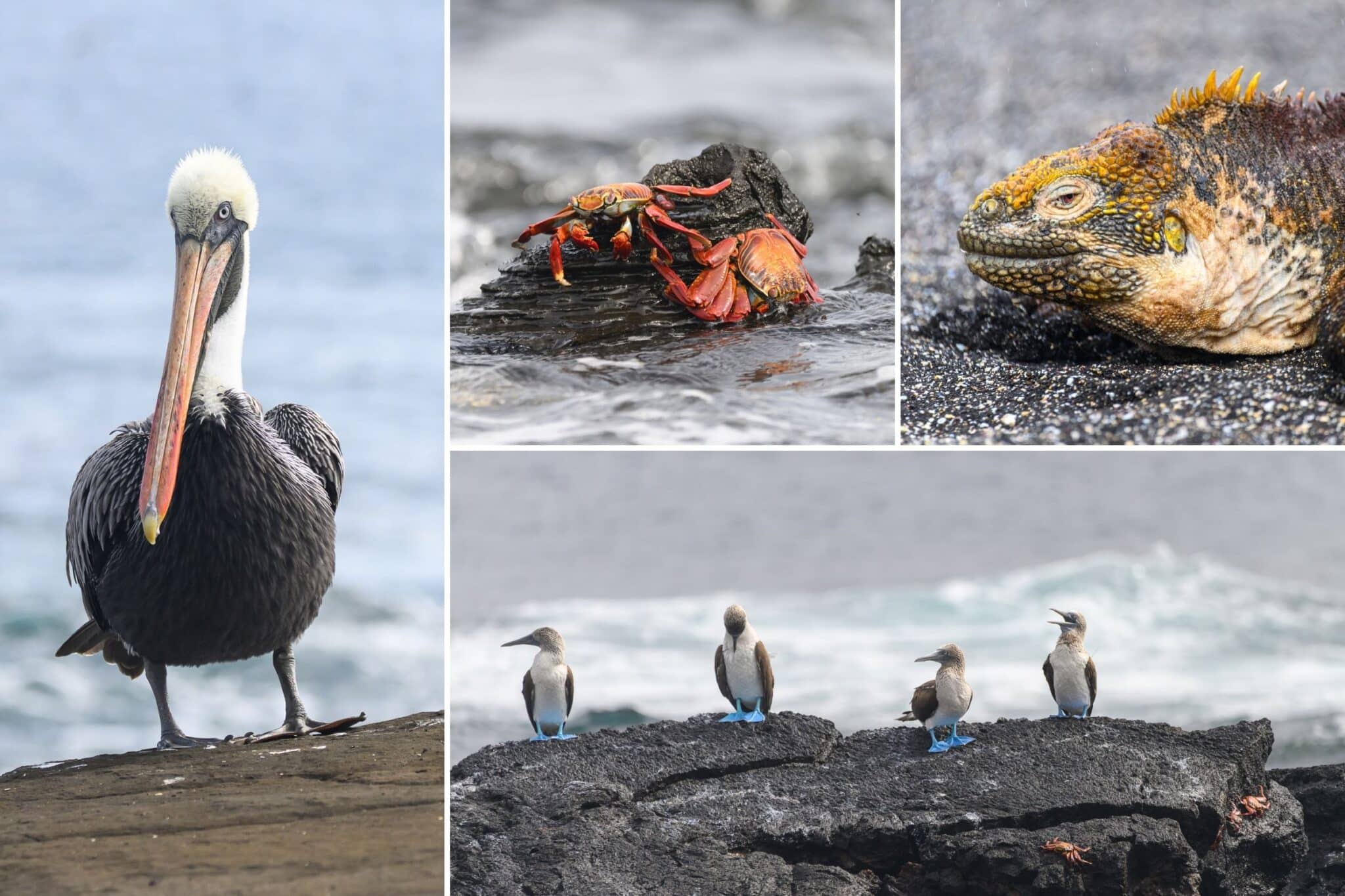 some of the wildlife at santiago island in the galapagos